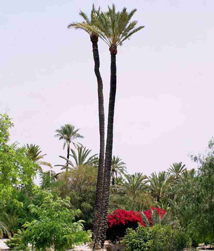 埃尔切种植枣椰树的历史相当久远