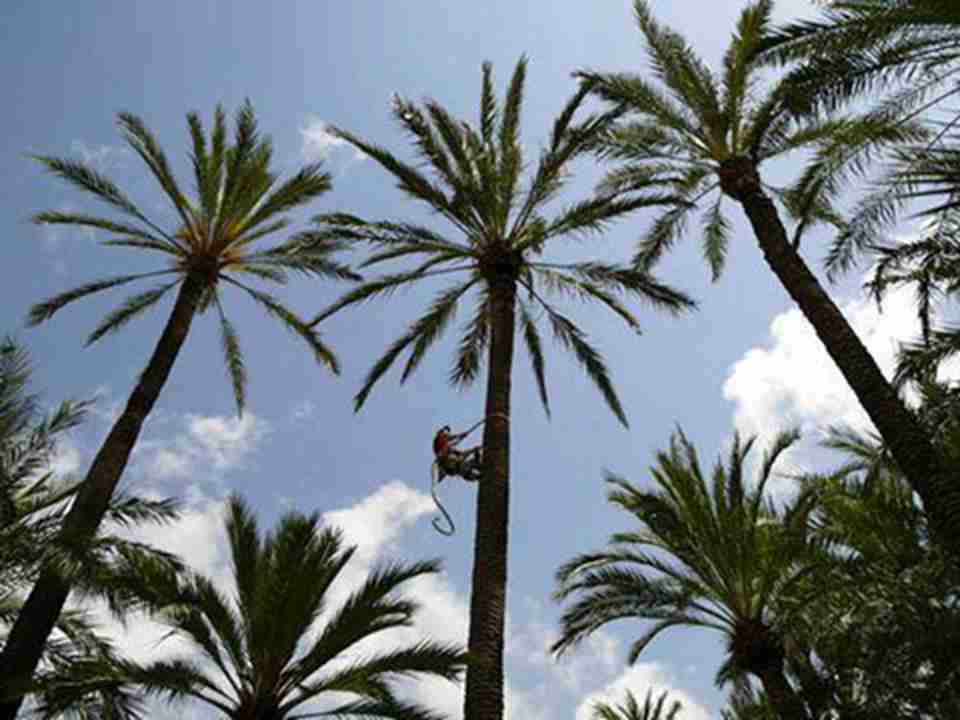 椰枣树树干高大挺直，树叶呈羽状复叶形，叶片狭长