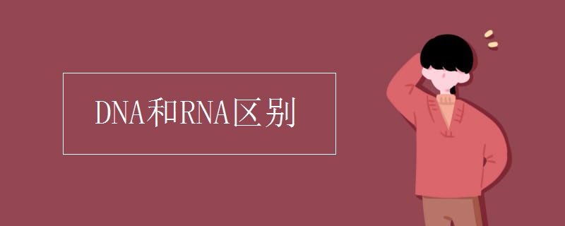 DNA和RNA区别.jpg