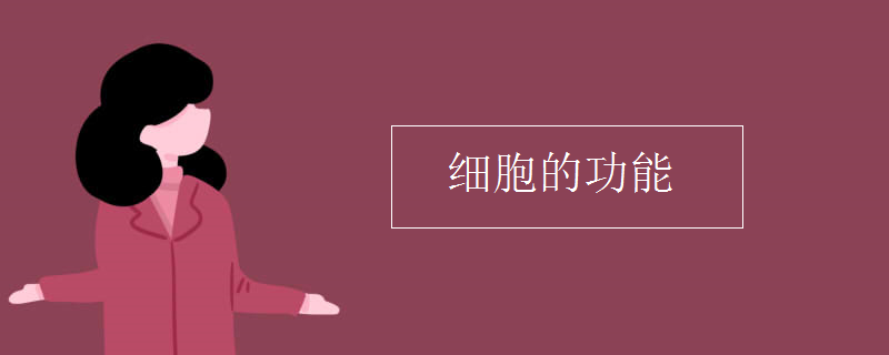 细胞的功能