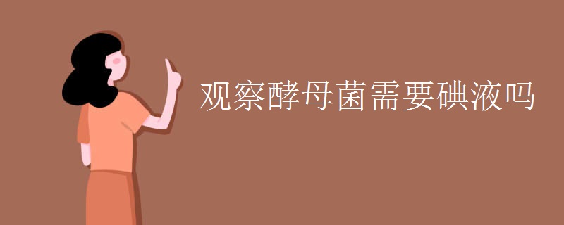 观察酵母菌需要碘液吗 观察酵母菌需要碘液吗