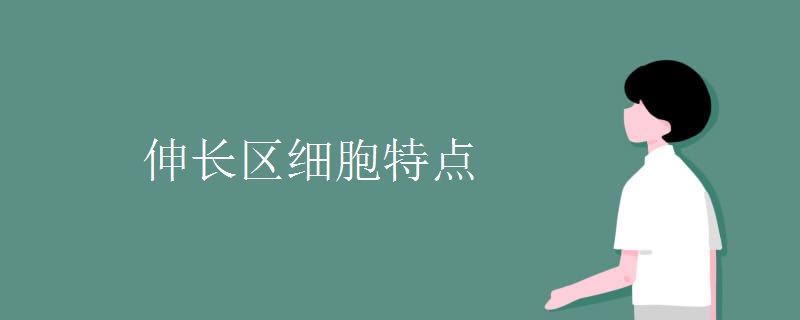 伸长区细胞特点