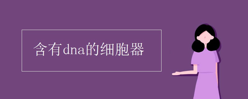 含有dna的细胞器