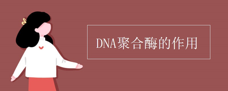 DNA聚合酶的作用