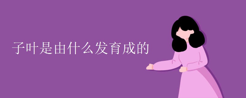 子叶是由什么发育成的