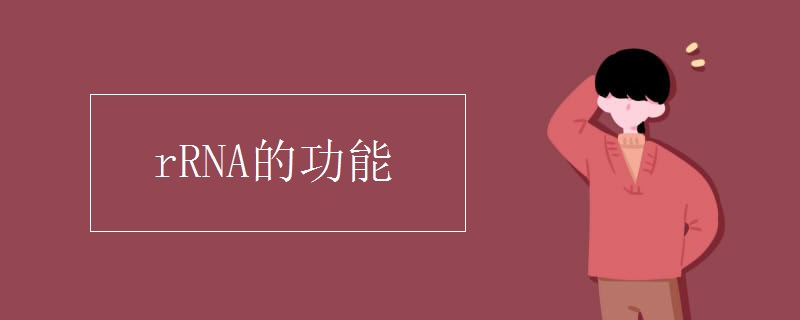 rRNA的功能