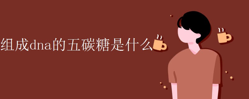 组成dna的五碳糖是什么