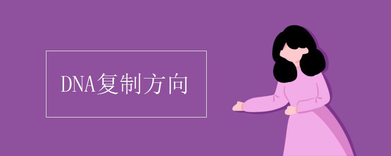 DNA复制方向