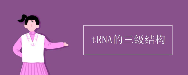 tRNA的三级结构