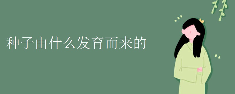 种子由什么发育而来的 种子由什么发育而来的