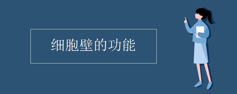 细胞壁的功能