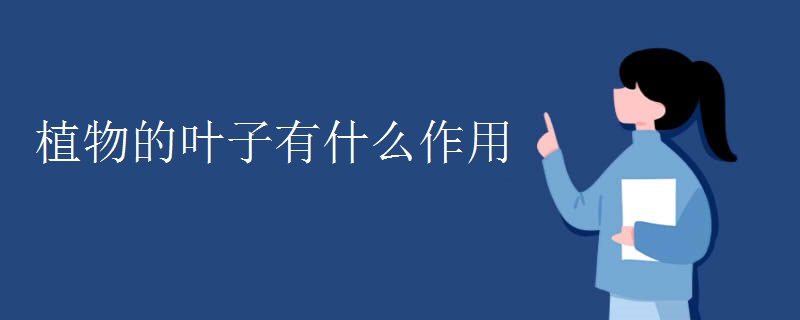 植物的叶子有什么作用