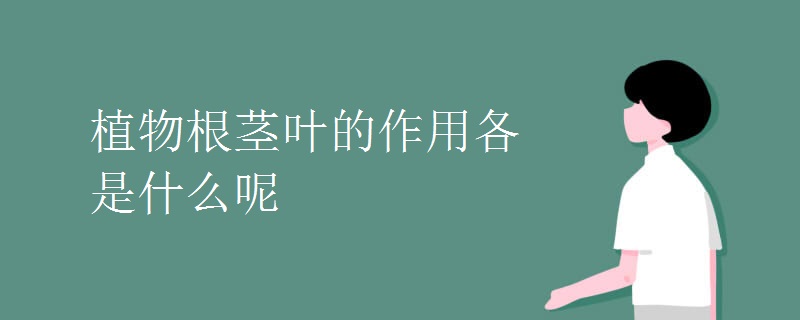 植物根茎叶的作用各是什么呢