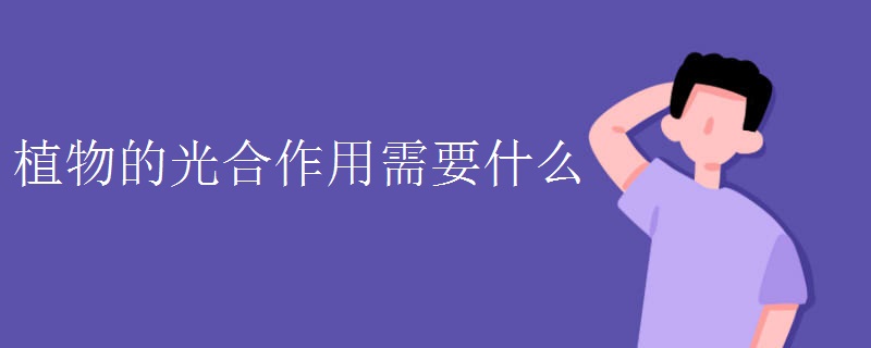 植物的光合作用需要什么