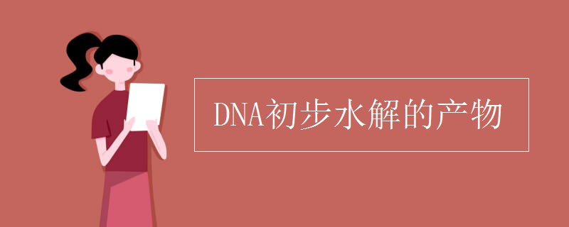 DNA初步水解的产物