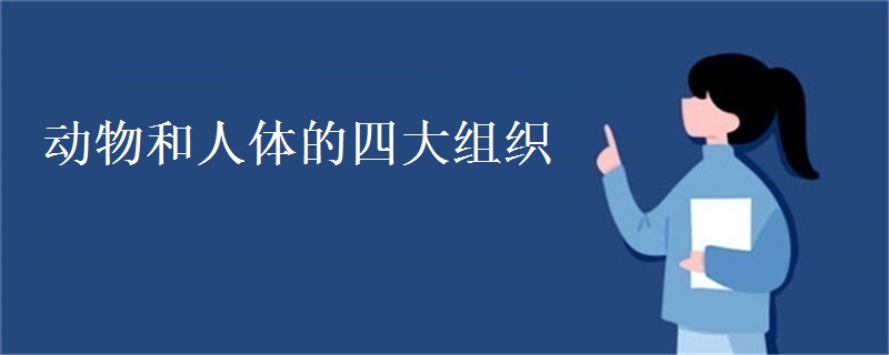 动物和人体的四大组织 动物和人体的四大组织
