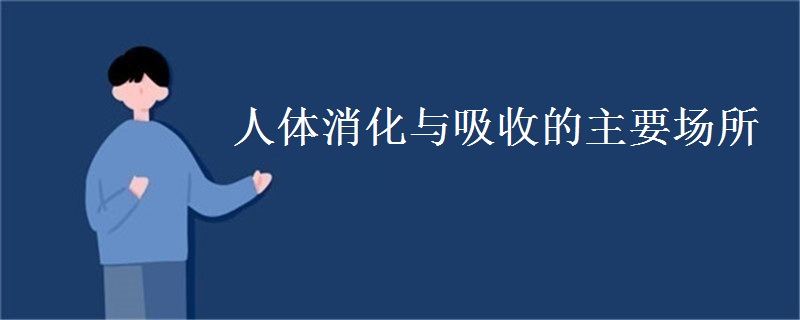 人体消化与吸收的主要场所
