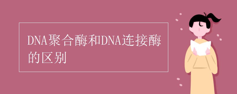 DNA聚合酶和DNA连接酶的区别