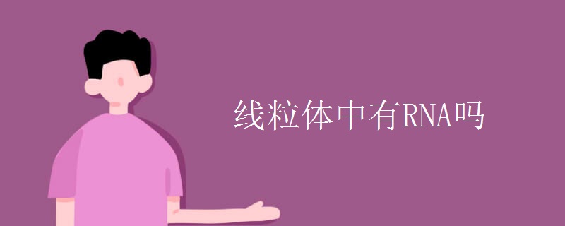 线粒体中有RNA吗