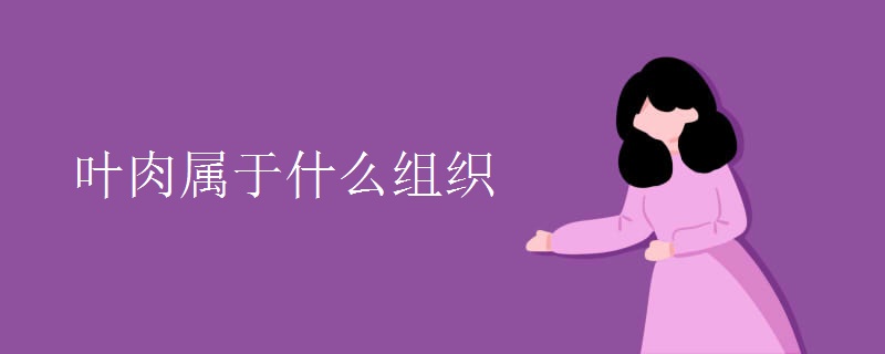 叶肉属于什么组织