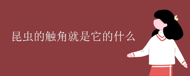 昆虫的触角就是它的什么