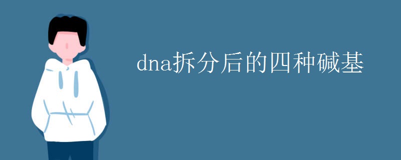 dna拆分后的四种碱基