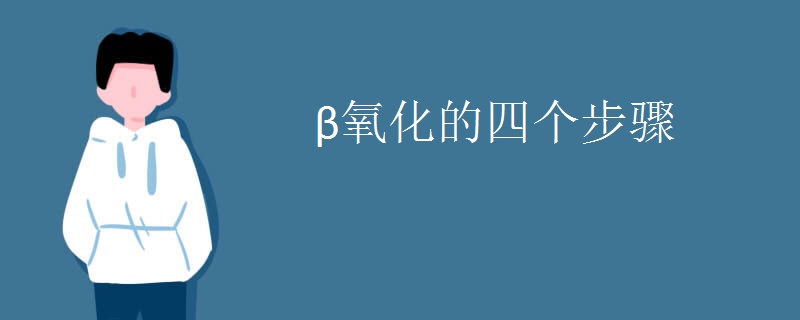 β氧化的四个步骤
