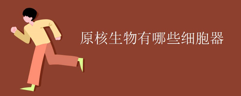原核生物有哪些细胞器