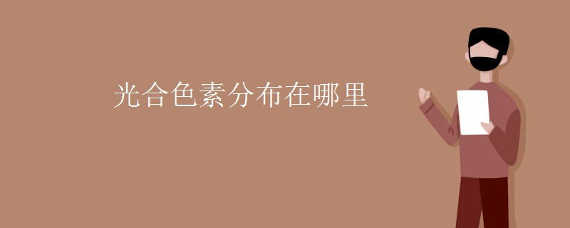 光合色素分布在哪里