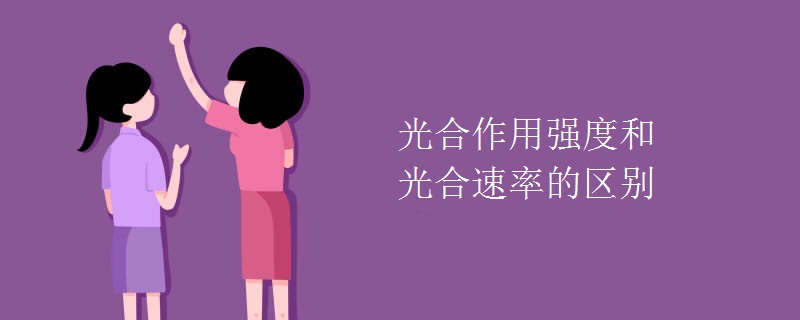 光合作用强度和光合速率的区别