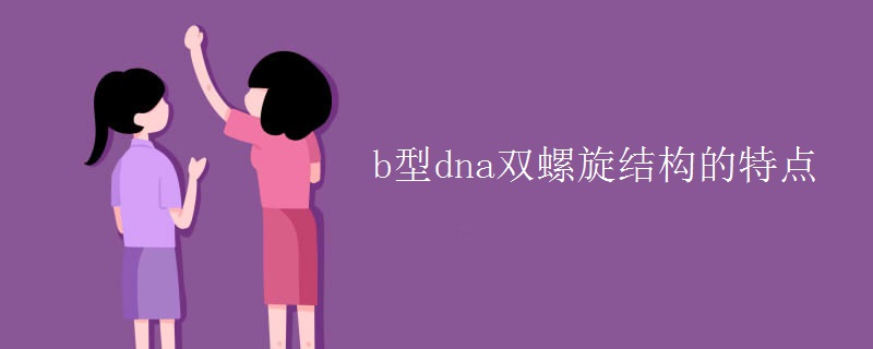 b型dna双螺旋结构的特点 b型dna双螺旋结构的特点