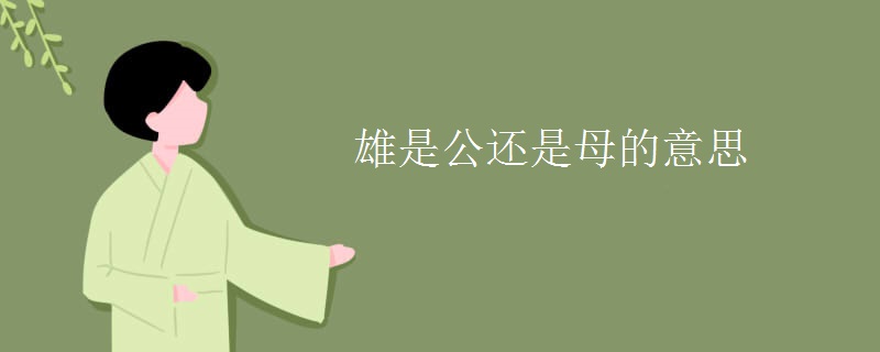 雄是公还是母的意思