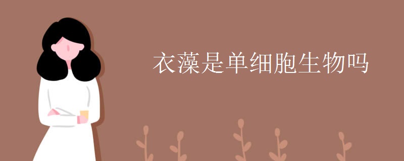 衣藻是单细胞生物吗
