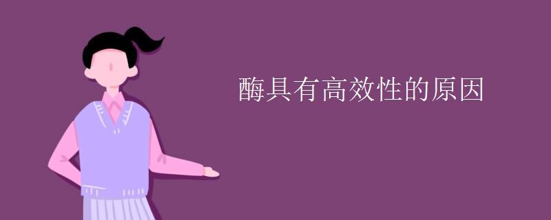 酶具有高效性的原因