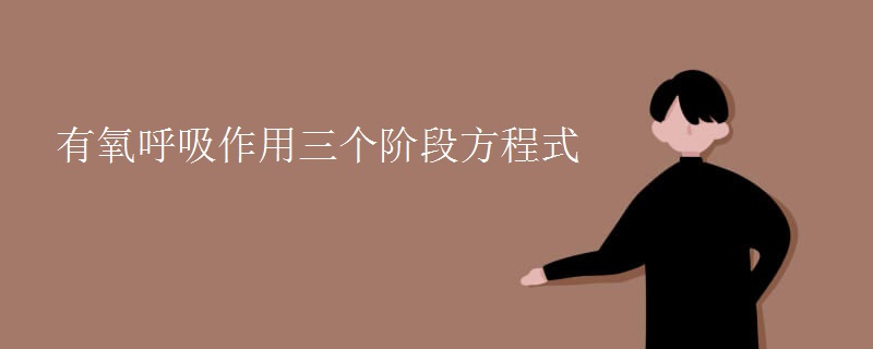 有氧呼吸作用三个阶段方程式