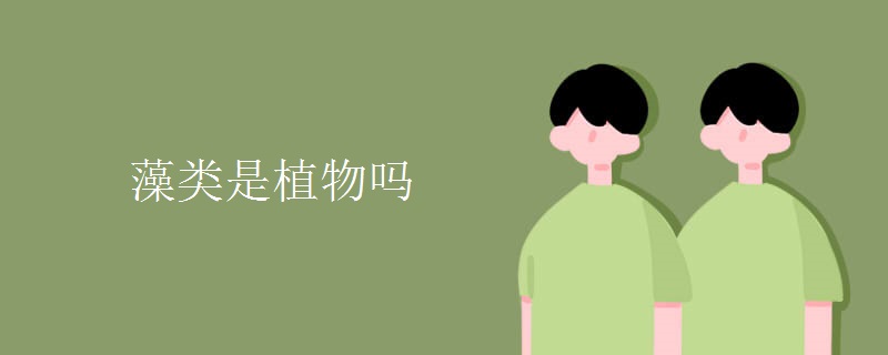 藻类是植物吗