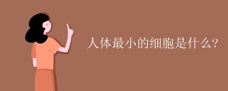 人体最小的细胞是什么?