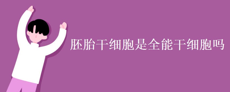 胚胎干细胞是全能干细胞吗