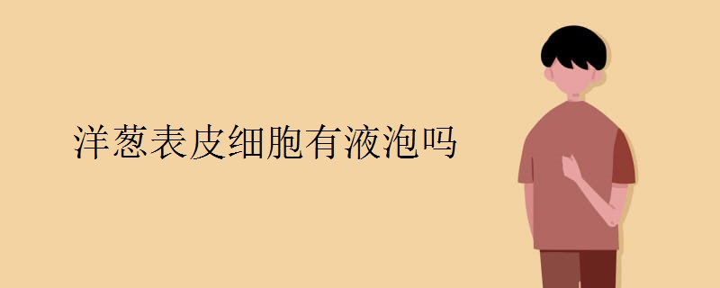 洋葱表皮细胞有液泡吗