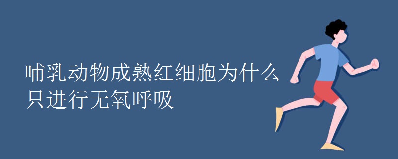 哺乳动物成熟红细胞为什么只进行无氧呼吸