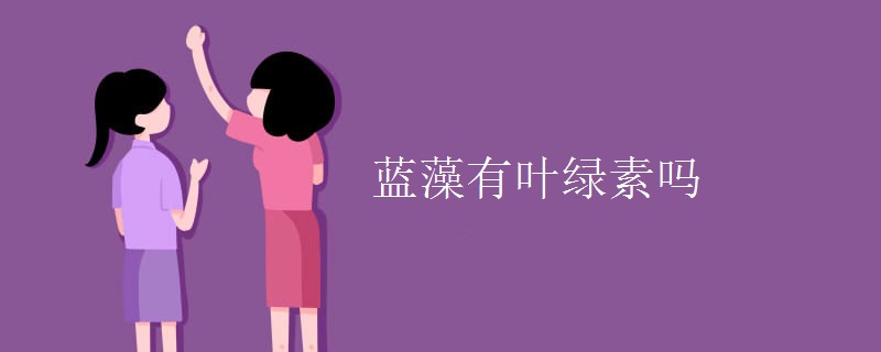 蓝藻有叶绿素吗
