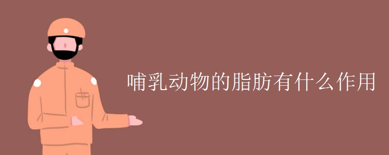 哺乳动物的脂肪有什么作用