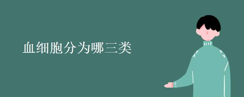 血细胞分为哪三类