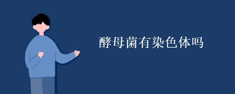 酵母菌有染色体吗