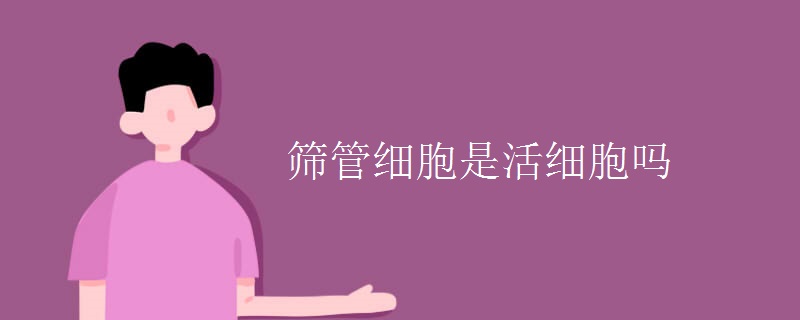 筛管细胞是活细胞吗