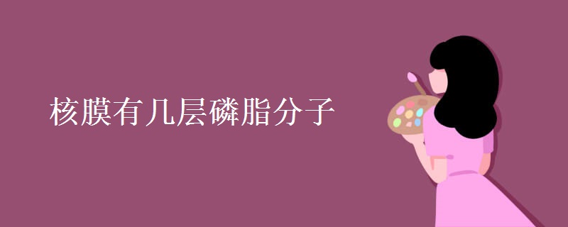 核膜有几层磷脂分子