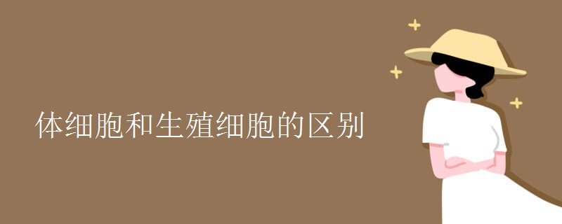 体细胞和生殖细胞的区别