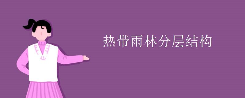 热带雨林分层结构