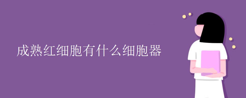成熟红细胞有什么细胞器