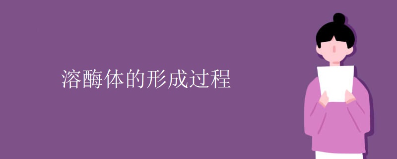 溶酶体的形成过程